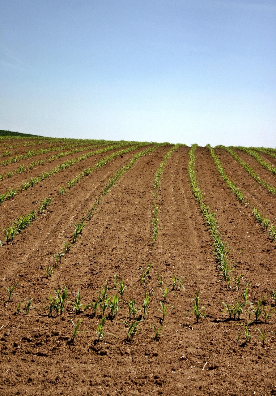 风行体育绿色版V43.94.183.236ios版本-好用